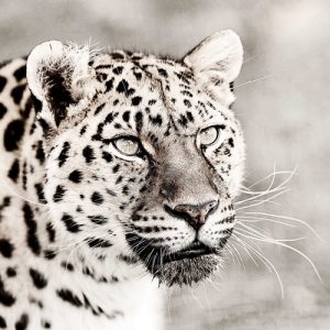 leopard photograph by Anthony David West