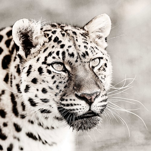 leopard photograph by Anthony David West
